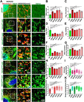 TRPV4 regulates osteoblast differentiation and mitochondrial function that are relevant for channelopathy